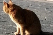 【悲報】syamuさん、猫にカレーパンを食わせた件でAIにボロクソに叩かれてしまう…😰
