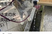 【超動画】柴犬YouTuber、神社の手水から水を直飲み…これええんか？