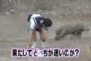 【動画】　コモドドラゴン、ガチで怖すぎるｗｗｗｗｗｗ