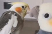 可愛いだけじゃなくて技術も高い！ぬいぐるみオカメ相手にビブラートを効かせて歌うオカメインコ