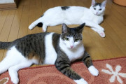 【ねこ画像】ならんでごろごろ、狙ってますよ ほか【再】