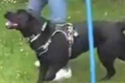 犬がアジリティトレーニングをしていた。次はトンネルだ！ → 犬はこうなります…