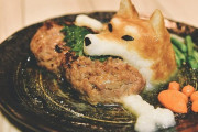 【話題】お肉ゲットだワン！　ハンバーグにかぶりつく「大根おろし柴犬」の完成度がすごい