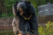 「クマに襲われ傷を負ったが命に別状なし」←これ実際はキツい状況らしいな