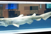 【画像】「悪魔のサメ」が水族館で展示されるwwwwwww