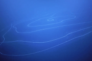 【生物】全長120メートルの「超巨大なヒモ」のような生物が発見される、シロナガスクジラを抜いて世界最長の生物である可能性