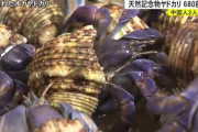 天然記念物のヤドカリ680匹「食べるために取った」中国人を逮捕