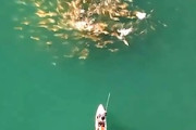 なんやこの釣りｗｗｗ投げたルアーを100匹を超える魚が追うｗｗｗ