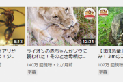 【朗報】どうぶつ奇想天外、YouTube公式チャンネルを作り再生数100万超えする