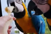 ベネズエラ人「野生のコンゴウインコを毎日餌付けしていたら…ベランダがすさまじいことになった」