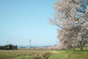 いい天気だから桜みにきたら・・・（※画像あり）