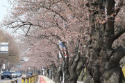 韓国紙「国会・汝矣島の桜は日本産 ... 在来種の王桜が一つもない」韓国の反応