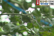 【北海道】収穫前に100キロ盗難…滝川警察署「ミニトマト窃盗事件対策室」設置　容疑者逮捕に全力を挙げる方針