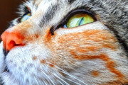 【ねこ科画像】見上げるねこ、靴着用のサビにゃん、ねこは軟体 ほか