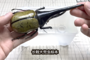 【画像】香港人YouTuber、ヘラクレスオオカブトの死骸を改造してロボットにしてしまう