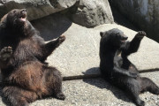 【画像】登別クマ牧場の歴代ボスを紹介していくｗｗｗｗｗｗｗｗｗｗｗ