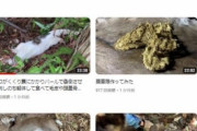 【悲報】広島県の大学院生ネコ狩猟事件、野生化した「ノネコ」ではなく９年前に去勢手術済みの「地域猫」だったことが判明