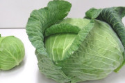 北海道のキャベツ、デカすぎる