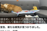 【悲報】ペット系YouTuber「アカン！愛犬が病気だ…せやｯ！」→結果ｗｗｗｗ