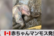 発掘された３万年以上前の赤ちゃんマンモスｗｗｗｗｗ