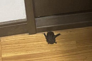【画像】エアコンから部屋にコウモリ入ってきたんやが…