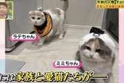 阪神大山の飼い猫wwxwwxwwxwwxwwxwwxwwxwwxwwxww
