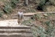 【動画】進化した？中国で人間のようなお猿さんが撮影される。