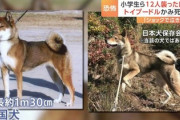 【速報】群馬12人襲いと同犬種、四国犬が神奈川で行方不明「非常に攻撃的」