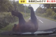 【動画】熊さん、交通事故に遭って想像の5倍吹っ飛ばされるｗｗｗｗｗｗｗｗｗｗｗｗ