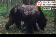 牛襲うヒグマ「ＯＳＯ１８」の鮮明なカラー画像❓❓