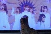 【画像】齋藤飛鳥卒コンに夢中な猫が可愛いwww【乃木坂46】