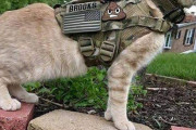 【ねこ科画像】軍用ハーネス！？着用、ふかふかさん段ボールにイン、毛布にくるまるねこ ほか【再】