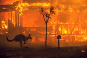 やっと鎮火したオーストラリアの大規模火災、被害を受けた動物の数がヤバいことに(´；ω；｀)