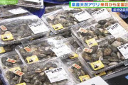 熊本県産の天然アサリ来月１１日から全国出荷を再開へ(5/30) #NHK熊本
