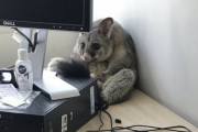オフィスの天井から落ちてきたのは野生のポッサム！PCの後ろに座り込んでいた（オーストラリア）