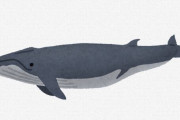 スペイン沖で背骨が横に70度曲がったクジラが発見される　脊柱側弯症か？