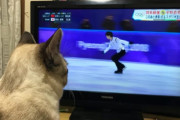 羽生を見る猫たちの後頭部がかわいすぎる！  …「なんか笑えるw」「親方ww」…
