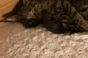 難病で余命一カ月と言われて３カ月たったワイの猫（※画像あり）