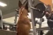 犬がジムの中にいた。男がバーベルスクワットを始める → 犬コーチはこうします…