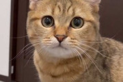 【ねこ画像】豪快に寝落ちしてから起きる猫さん…「寝てないよ」と言いたそうなようなお顔ですwww