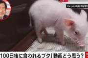 【速報】100日後に食われるブタ、ガチで丸焼きにされて食べられてしまう