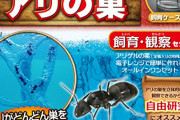 【朗報】ワイの息子(3)、アリの巣キットを買ってあげたら4時間眺める