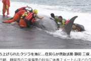 【地震前兆】静岡県の海岸に「クジラ」が打ち上がっているのを発見！