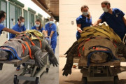 アメリカの動物病院さん、重量約300kgもある巨大なワニまで治療を行い助ける