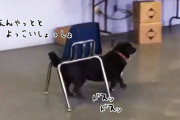 かしこいワン！椅子を背中に乗せて歩く犬。壮大なる野望があった