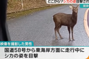 シカ、本来いないはずの沖縄本島で目撃される