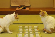 【画像】 ねことかるた【再】
