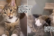 猫を飼うために見に行ったら、自己アピールが激しすぎる猫がいた