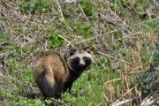 【画像】たぬき、ビックリした姿で発見される