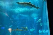 不登校中学生だけど、水族館に行ってきた
